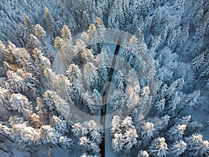 Top down aerial drone view of the snow covered wood after a snowfall. Drone view of the forest in winter. Trees in the snow.