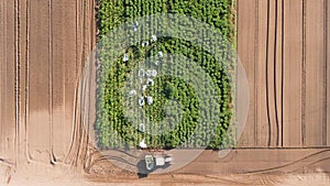 Top down, Aerial footage of farm workers harvesting organic leafy greens
