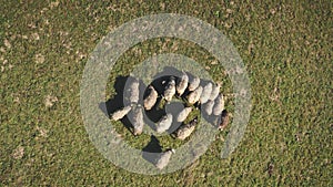 Top down aerial of sheeps eating grass at mountain valley. Farm animal. Nature landscape at autumn