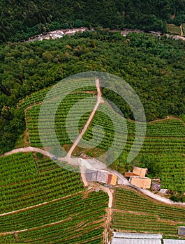 Top down aerial view of the alpine vineyards on a summer day. flat rows of fields, farms, small village of Faver, famous for wine