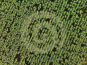 Top down aerial view crop green field sunflowers