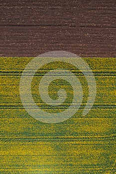 Top down aerial view of cultivated canola field in bloom during the month of april, drone pov