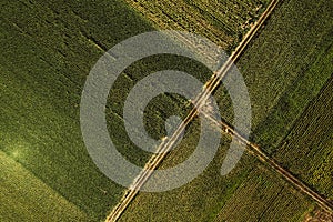 Top down aerial view of dirt road through cultivated fields
