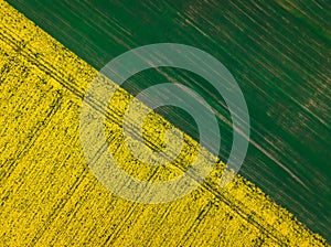 Top down aerial view of field of rapeseed and field of green wheat - plant for green energy