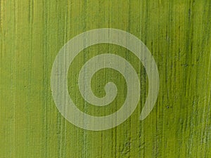 Top down aerial view or green field with vertical line texture