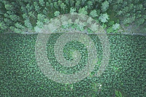 Top down aerial view of green nursery forest bordering with mature forest photo