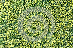 Top down aerial view of green summer forest with many fresh trees