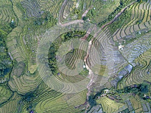 Top down aerial view of Ruteng Rice Terrace photo