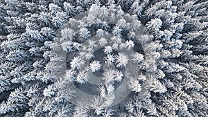 Top down aerial view of snow covered evergreen pine forest after heavy snowfall in winter mountain woods on cold quiet