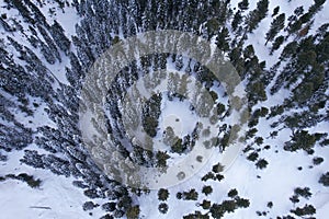 Top-down Aerial View of Snow-Covered pine trees in Himalayan Mountains Pakistan