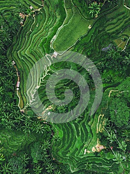 Top Down Aerial View of Tegallalang Rice Terrace, Ubud, Bali, Indonesia