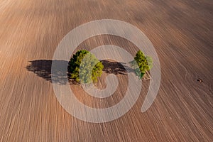 top down aerial view on a two trees in the middle of a cultivated field, field with tractor tracks