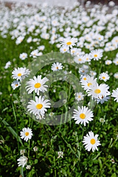 top down beautiful field of green grass and camomiles as background in the nature