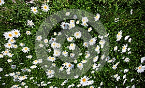 top down beautiful field of green grass and camomiles as background in the nature