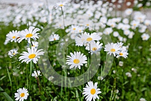 top down beautiful field of green grass and camomiles as background in the nature