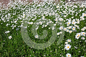 top down beautiful field of green grass and camomiles as background in the nature