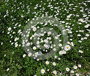 top down beautiful field of green grass and camomiles as background in the nature