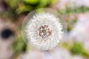 A top down close up macro portrait of a white fluffy common dandelion flower. You can see all the small silver-tufted fruits our