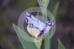 Top down, close up of a single Bearded Iris flower, with light purple petals and white petals edged in purple beginning to unfurl