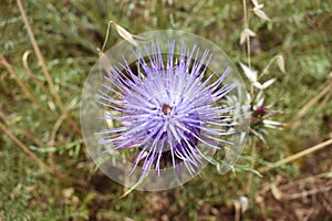 Top down close up of a spiky purple thistle