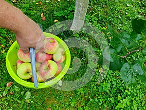 Top down closeup of a green bucket full of Boskoop apple in man's hand