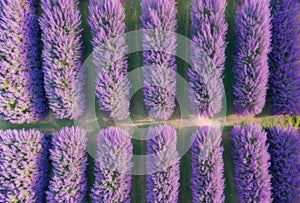 Top-down drone view of organized lavender rows with blurred background. AI generated.