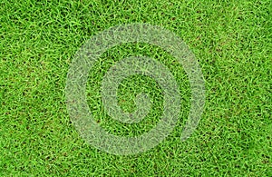 Top-down of grass garden Ideal concept used for making green flooring, lawn for training football pitch, Grass Golf Courses green