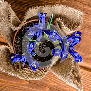 Top down of iris flowers in burlap on wooden background