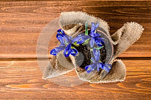 Top down of iris flowers in burlap on wooden background