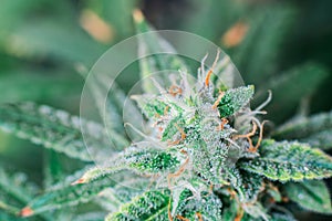 Top down macro photograph of purple a untrimmed medical marijuana flower showing trichomes orange hairs and leaves.