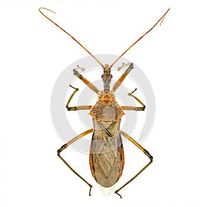 Top Down Macro Of A Pod-Sucking Bug