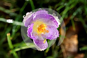 A top down macro portrait of a purple crocus sativus flower full of rain drops. The dew drops, pollen and pestils are very