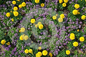 Top down pattern of yellow marigold and purple flowers