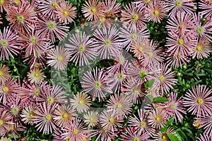 Top-Down of Pink Delosperma Cooperi Plant