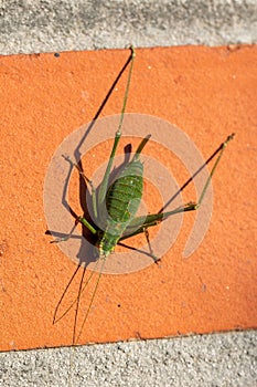 A top down portrait of a green speckled bush cricket or leptophyes punctatissima grashopper sitting on a red brick wall in the sun