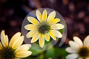 A top down portrait of a mellow yellow flower or scientifically known as the echinacea purpurea.mul