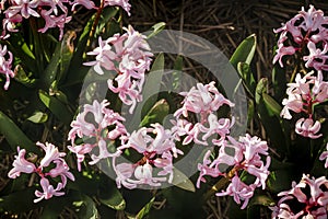 Top down shot of blooming pink hyacinths in bulb field in the Netherlands