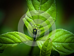 Top-down Shot Of A Green Sharpshooter Leafhopper