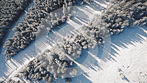 Top down snow mountain ski slope resort aerial. Tourists active sport. People at snowy pine trees