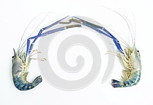 Top-down of two Prawn or tiger shrimp isolated on white background