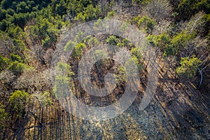 Top down view/ Aerial view over forest on Upland Cracow - Czestochowa, Jura Krakowsko - Czestochowska