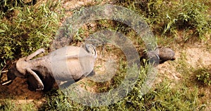 Top down view, Baby Elephant in Wild Africa, National park, African Safari