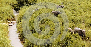 Top down view, Baby Elephant in Wild Africa, National park, African Safari