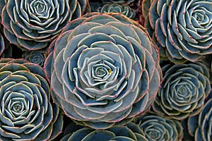 Top down view of a background of sempervivum plants, also known as House Leeks