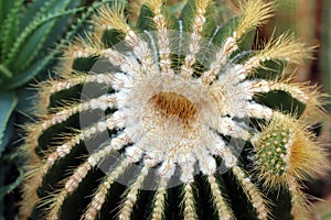 Top down view of a Barrel Cactus with brown spines and a white fuzzy crown