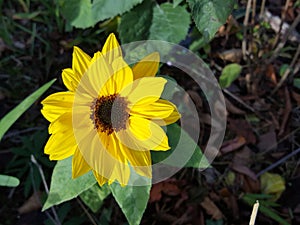 Top down view of a bright yellow, dwarf sunflower.