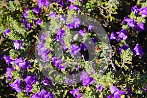 Top down view of a bush with tiny purple flowers and lush green leaves