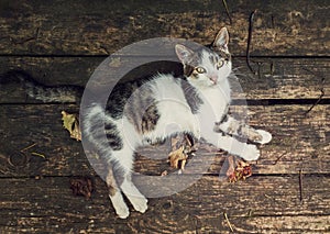 Top-down view of a cat lying on a rustic wooden table surrounded by fallen dry leaves. Autumn season background with kitten on old