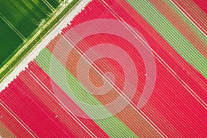 Top down view of colorful Tulip fields during spring time