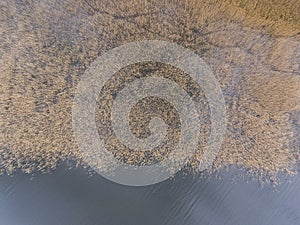 Autumn time in Latvia - lake water and animal trails in reeds top down view from drone for desktop background